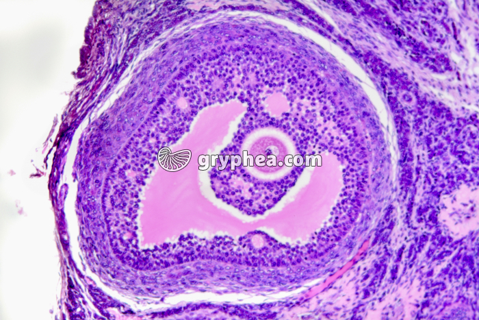 Ovaire de Lapine - follicule de De Graaf x40 - gryphea.com